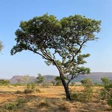 Image result for Burkea africana