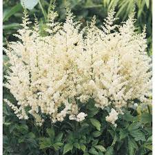 1 Pack Diamond Astilbe Bulbs L16623 Lowes Com Shade Plants Astilbe Backyard Flowers