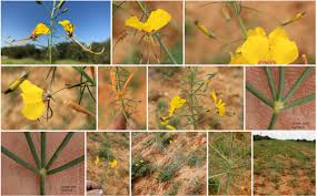Image result for Cleome angustifolia