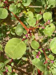 Image result for Trianthema