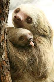 Baby Hoffman S Two Toed Sloth Aysan Sticks Her Tongue Out In Our Photo Of The Week Born July 25 The Little Sloth Still Cute Baby Sloths Animals Cute Animals