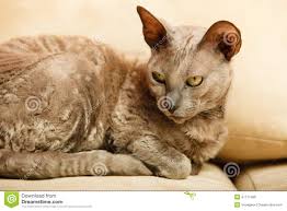 Vorteile der euthanizing tiere zu hause. Tiere Zu Hause Agyptische Mau Katze Stockfoto Bild Von Haupt Saugetier 47711486