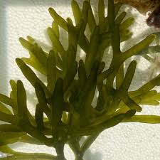 Image result for Macrotyloma rupestre × densiflo