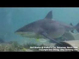 This list is in order of most worst to least worst. Shark Video Tiger Shark Great Hammerhead Bull Shark Youtube