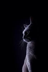 Browse b&m's cheap wallpaper and discover a wide selection of plain, patterned or designer wallpaper to suit all room types and styles. Cat Hd Mobile Wallpapers Wallpaper Cave