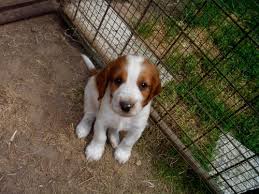 Image result for velššpringršpaněl