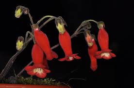 Sinningia Helioana Zurich Botanical Gardens Botanischer Garten Zurich Botanical Gardens Botanical Colorful Gifts