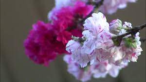 Maybe you would like to learn more about one of these? Alt Peppermint Peach Tree Red Pink White Flowering Youtube