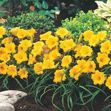 Tulsa landscape plant data sheet. Stella De Oro Daylily Buy Sun Perennials From Gurney S