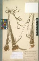 Image result for Ctenium concinnum