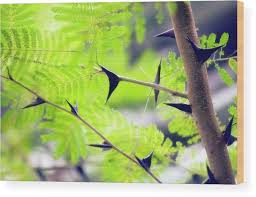 Image result for Acacia cornigera