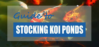 Which cancers are most deadly? How Many Koi Can I Have In My Pond Pond Size Calculator Pond Informer