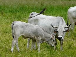 The combination results in a breed which unites the traits of two highly successful parent breeds. Gascon Cattle Wikiwand