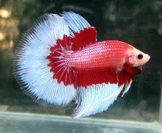 Red Butterfly Betta Betta Fish Types Betta Fish