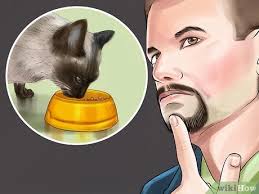 Here's how you can benefit by looking at adoption as an option to buying a siamese for sale in san antonio, or seeking a siamese cat from a breeder in san antonio. How To Care For Siamese Kittens 14 Steps With Pictures
