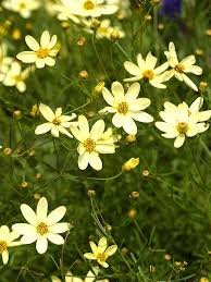 Maybe you would like to learn more about one of these? These 19 Power Perennials Thrive Every Year No Matter What Flowers Perennials Perennials Plants