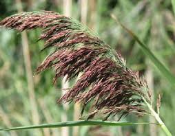 Image result for Phragmites mauritianus