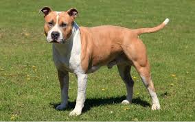 The american staffordshire terrier is a bundle of muscles in an agile package. Methods To Train American Staffordshire Terrier Dog Strategies And Techniques For Easy Training Of Pets