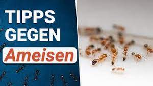 Da ameisen allgegenwärtig sind, in häusern und gärten meist als sehr unangenehm und störend empfunden werden. Ameisenbefall Im Haus Was Hilft Wirklich Youtube