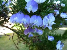 Image result for Psoralea arborea