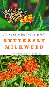 Attract Monarch Butterflies With Butterfly Milkweed Plants Diy Garden Minute Ep 83 Spoken Garden Butterfly Plants Milkweed Plant Pollinator Garden Design