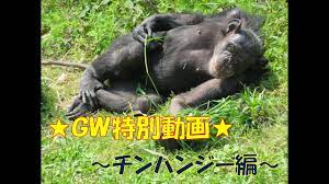 おうちでZOO×GW】GW特別動画！チンパンジー編 - YouTube
