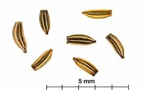 Image result for Rhaptopetalum evrardii