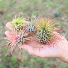 Maybe you would like to learn more about one of these? Air Plant Supply Co Visit Us To Buy Quality Air Plants Tillandsias
