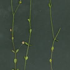 Image result for Linum