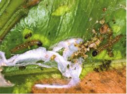 Image result for caterpillar box tree moth inside buxus plant