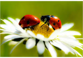 Black And Red Ladybug Meaning Ladybug Symbolism Ladybug Meaning Ladybug Meaning Ladybug Animal Totems