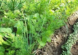 Mohren Und Karotten Die Besonderheiten Beim Anbau Im Garten Garten Gemusegarten Anlegen Und Mischkultur