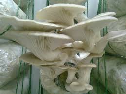 Penglibatan agropreneur dan pengeluaran hasil cendawan di wilayah ini adalah tertinggi di malaysia. Ebook Tanam Cendawan Tiram Kelabu Secara Kecil Kecilan