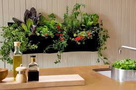 Indoor Apartment Gardening Ideas In Kitchen Using Garden Container Vines Cache Valley Family Magazine