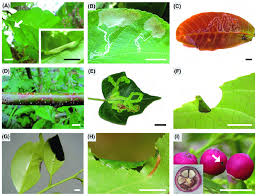 Image result for Cryptocarya transvaalensis