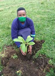 Image result for Neoboutonia