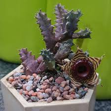Image result for Huernia zebrina