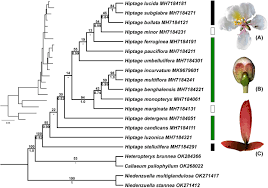Image result for Flabellariopsis acuminata