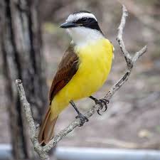 Black Bird With Yellow Breast Texas Great Kiskadee In 2020 Bird Photo And Video Instagram