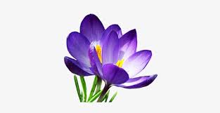 Pin the clipart you like. Spring Flowers Png Spring Clipart Transparent Png 357x354 Free Download On Nicepng