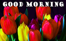 We did not find results for: Good Morning Flowers Photo Wallpaper Pictures Hd Good Morning Beautiful Images Of Hd Flowers 2880x1800 Wallpaper Teahub Io