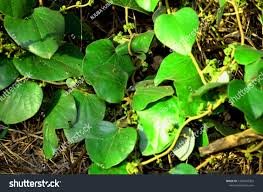Image result for Cissampelos mucronata