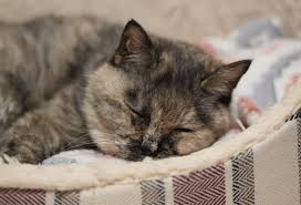 くるねこ大和 ポッちゃん くるねこ大和 ねこ ごめん寝