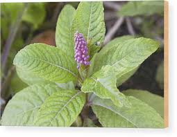 Image result for Phytolacca