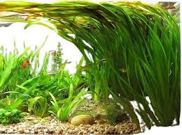 Image result for Vallisneria