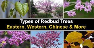 Maybe you would like to learn more about one of these? Types Of Redbud Trees Eastern Western Chinese Pictures
