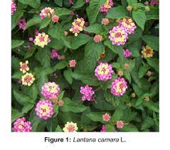 Figure 1 From Evaluation Of Larval Toxicity Of Lantana Camara L And Catharanthus Roseus L Against Culex Quinquefasciatus Say And Aedes Aegypti L Semantic Scholar