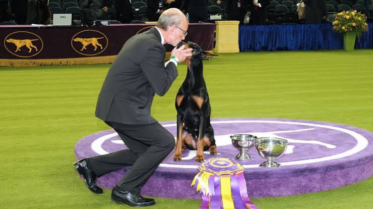 The Unforgettable Best in Show Finalists at the 2026 Westminster Dog Show -  The New York Times