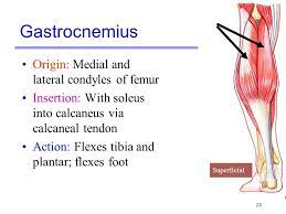 Muscle adductor magnus biceps femoris biceps brachii extensor carpi radialis longus extensor pollicis longus flexor carpi radialis frontalis gastrocnemius gluteus maximus gracilis infraspinatus latissimus dorsi. Lab Activity 11 Group Iii Ppt Video Online Download
