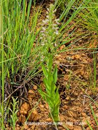 Image result for Brachycorythis ovata